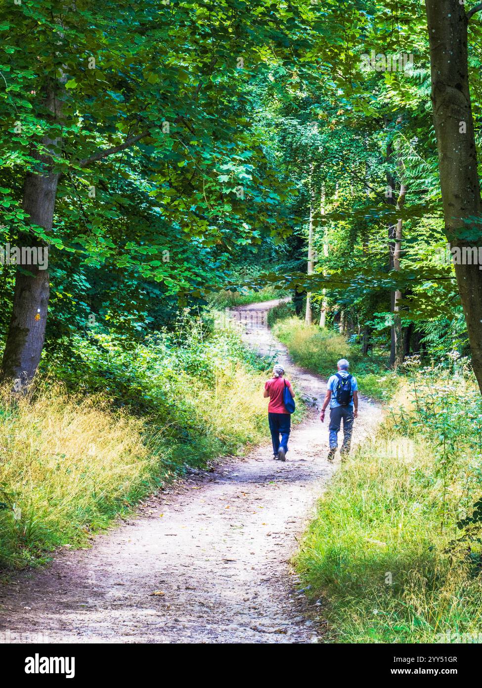Sentiero conosciuto come Cotswold Way che attraversa Witcombe Wood vicino a Birdlip, Gloucestershire. Foto Stock