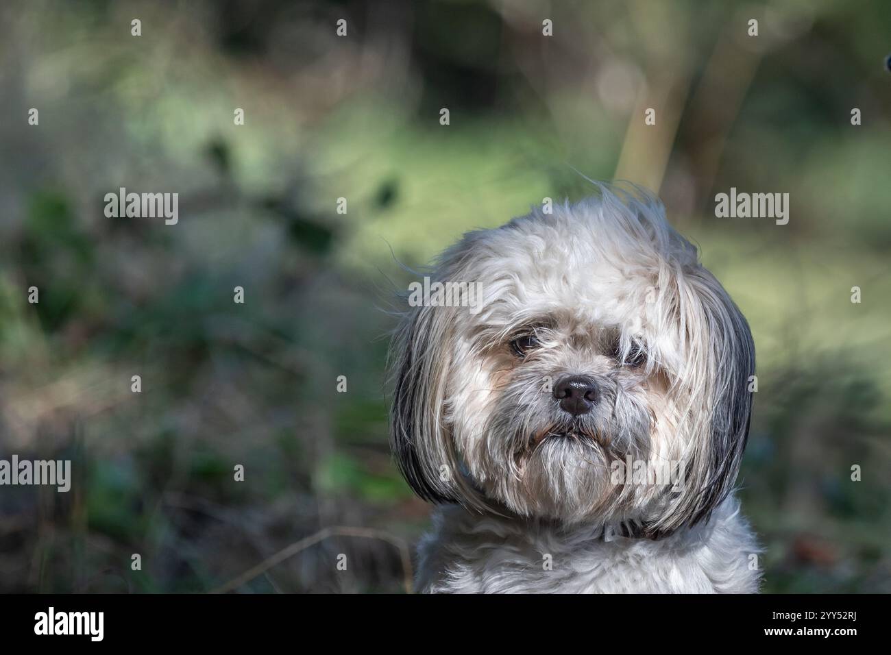 Cockapoo Foto Stock