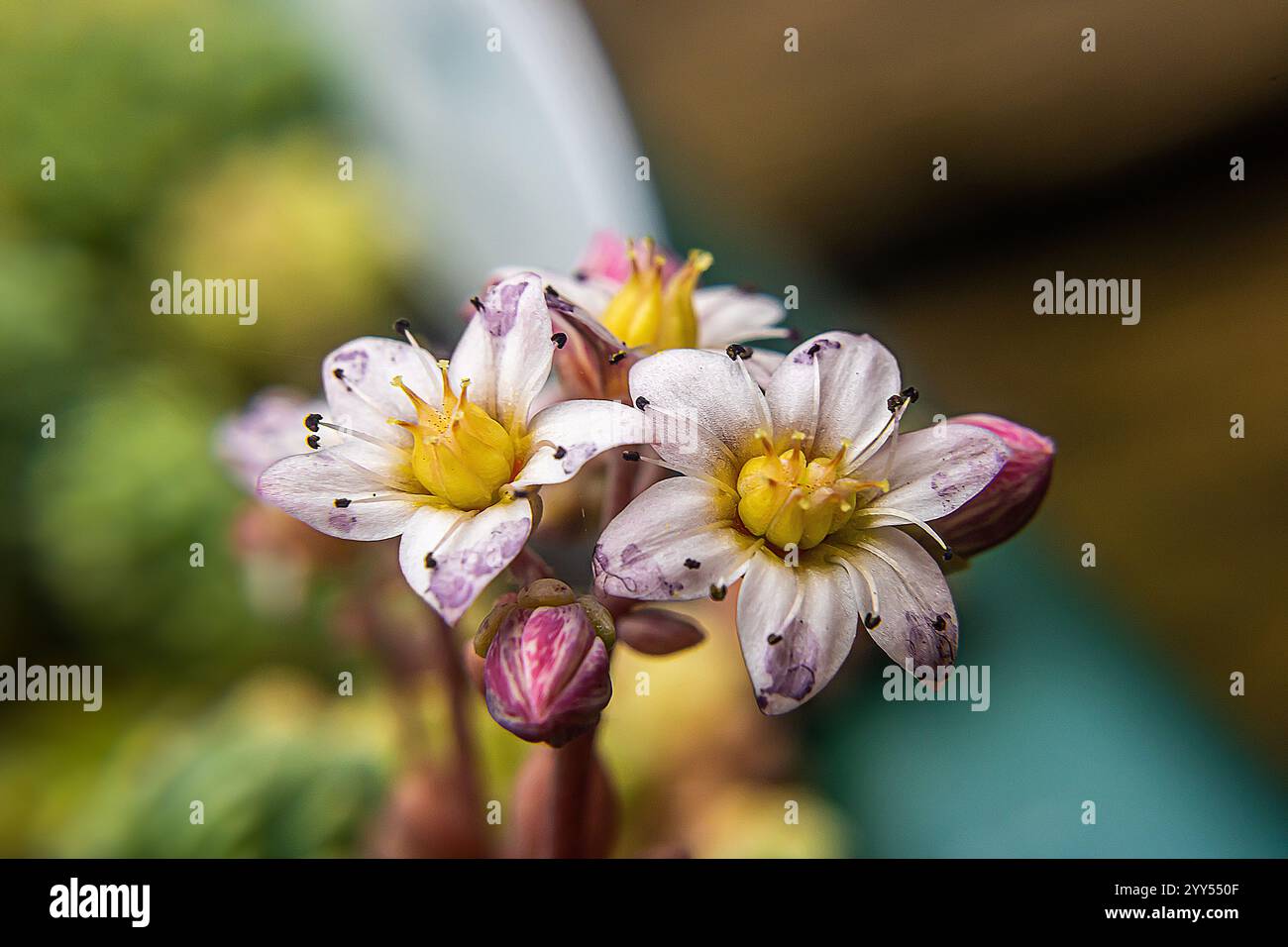 Primo piano di piccoli boccioli bianchi e viola Foto Stock