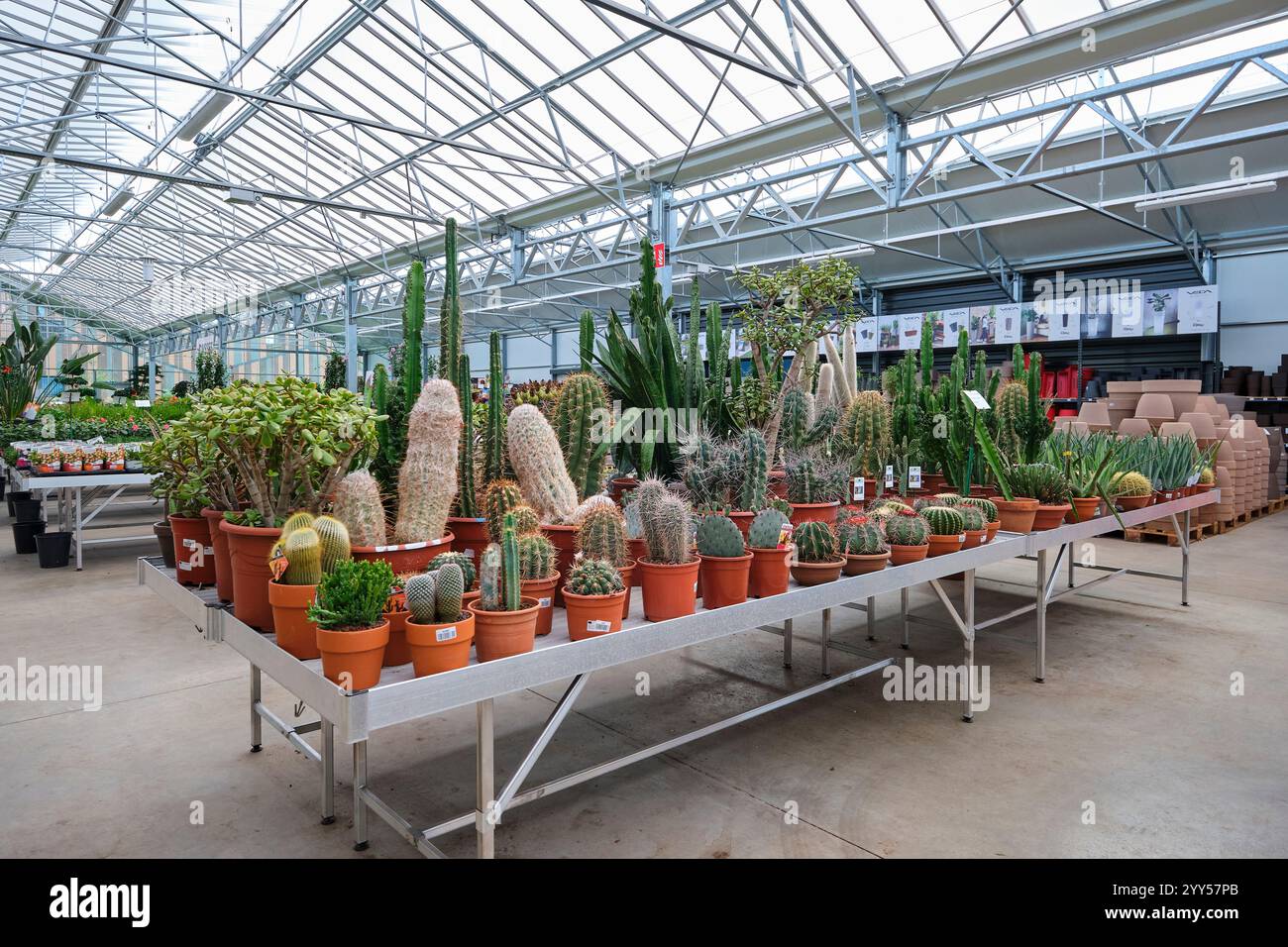 Gleizé (Francia centro-orientale): Fiori e piante in vendita a Serres Caladoises. Cactus Foto Stock