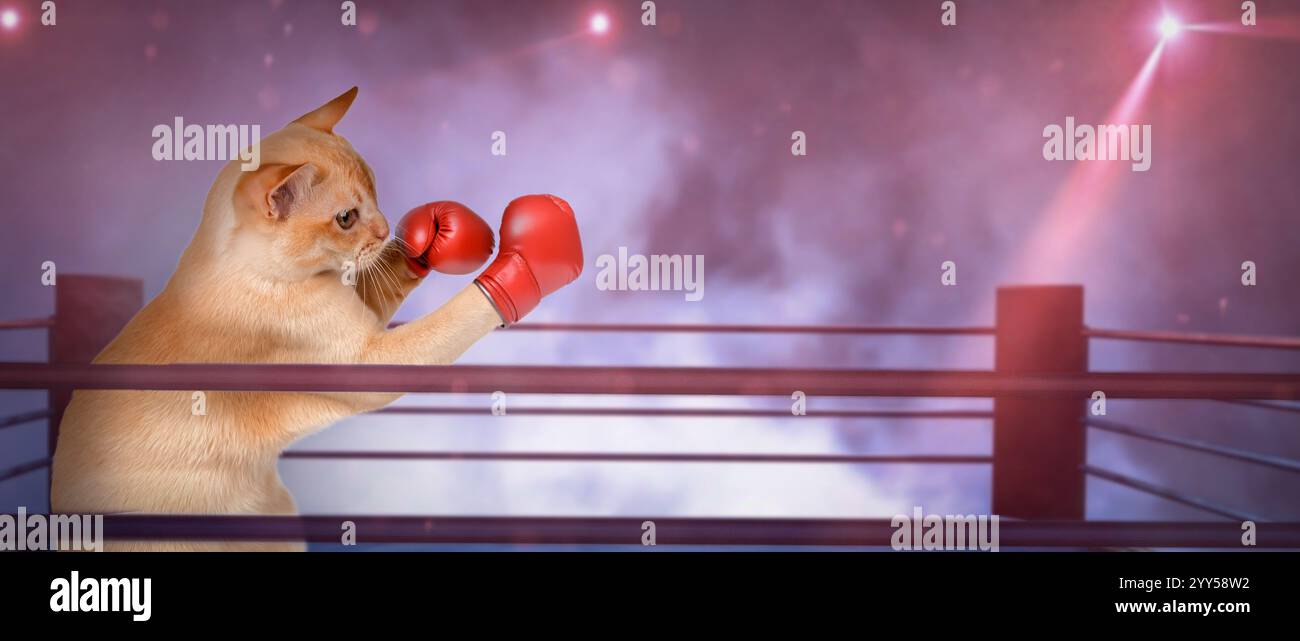 Gatto pugile in guanti da boxe rossi. Divertente gattino birmano - pugile sullo sfondo di un anello di pugilato. Foto Stock