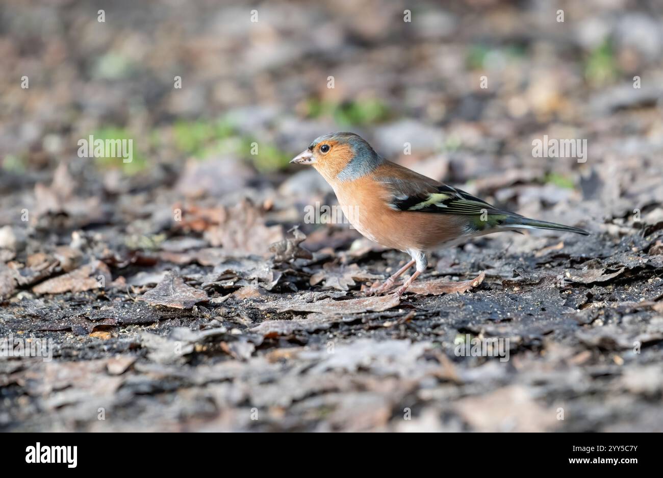 Chaffinch maschio (Fringilla coelebs) che si forgia sul pavimento del bosco in inverno Foto Stock