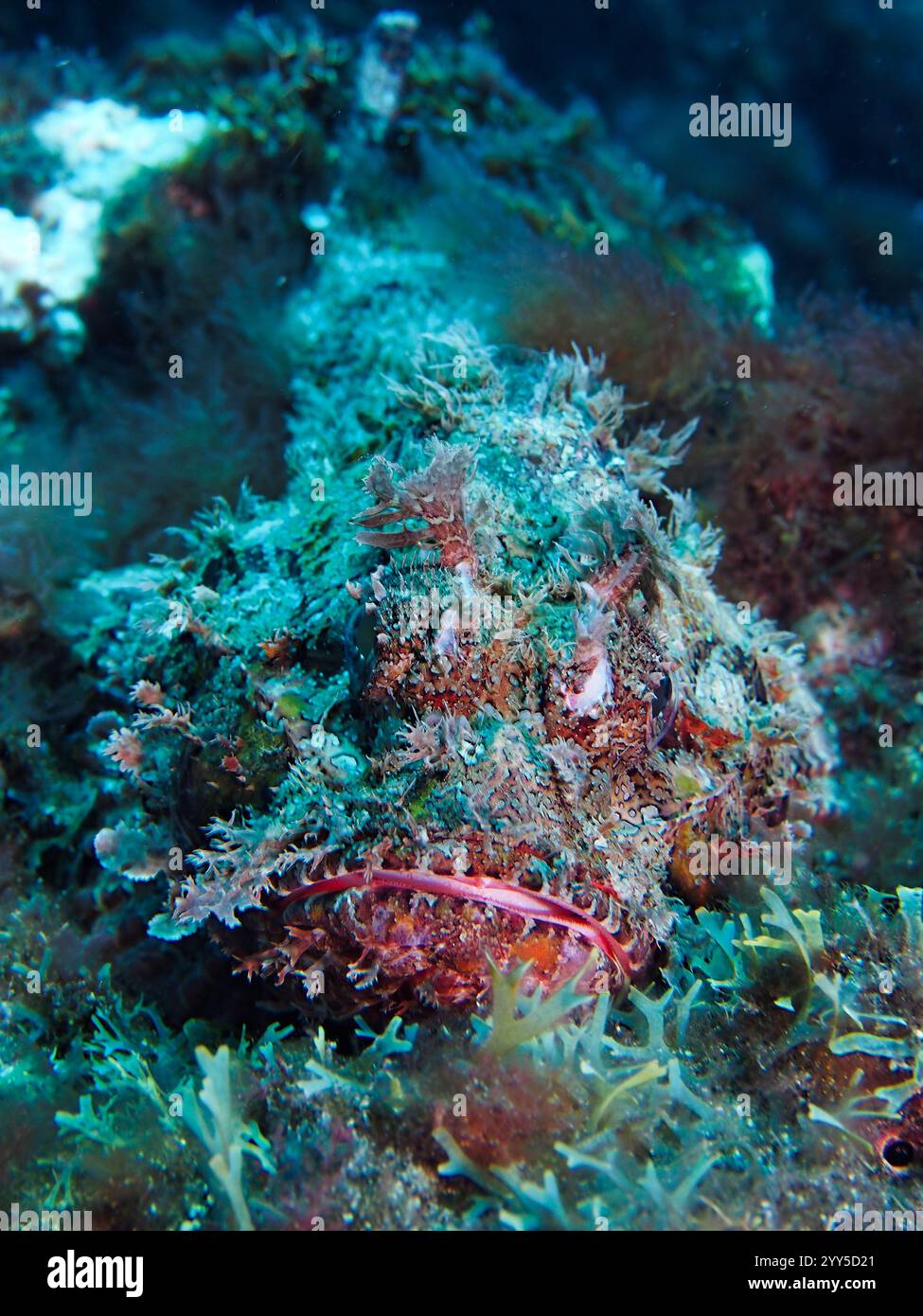 Scorpaena scrofa - scorpione rosso Foto Stock