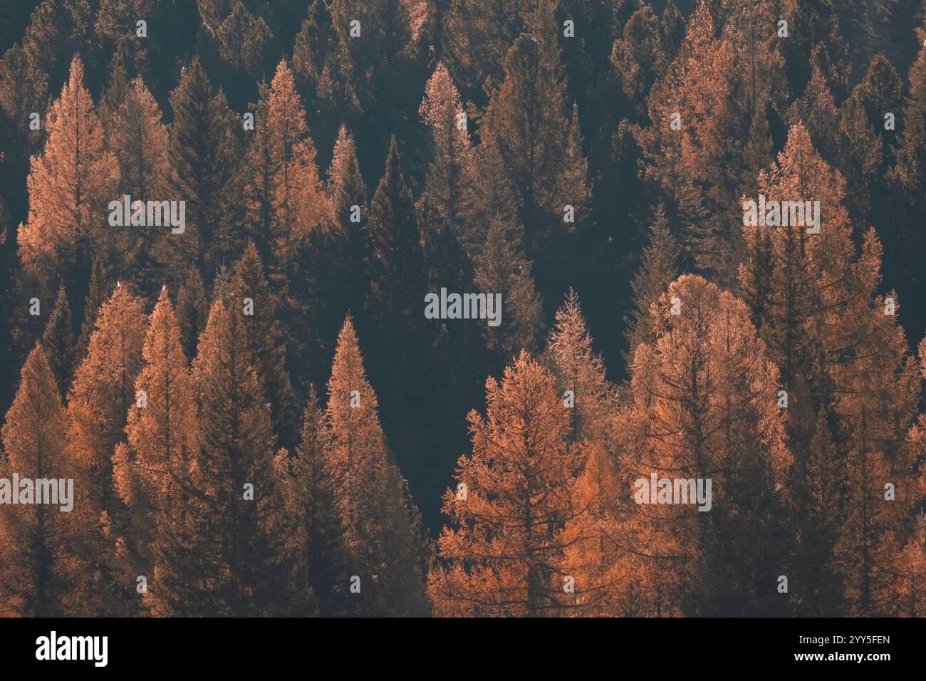 sfondo naturale, larici gialli nella foresta autunnale Foto Stock