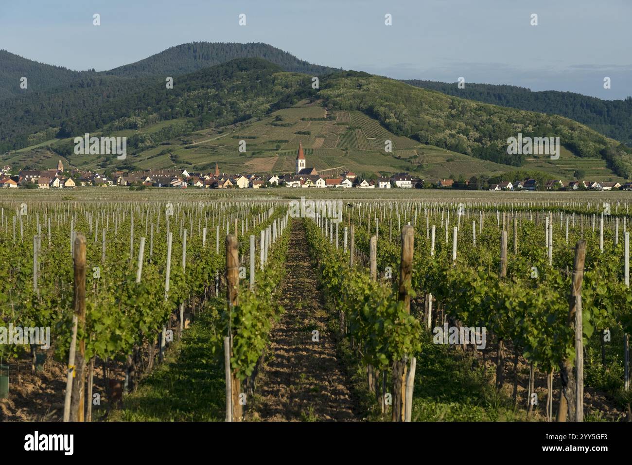 Vigneti e villaggi lungo la strada del vino in Alsazia. Haut-Rhin, Francia Foto Stock