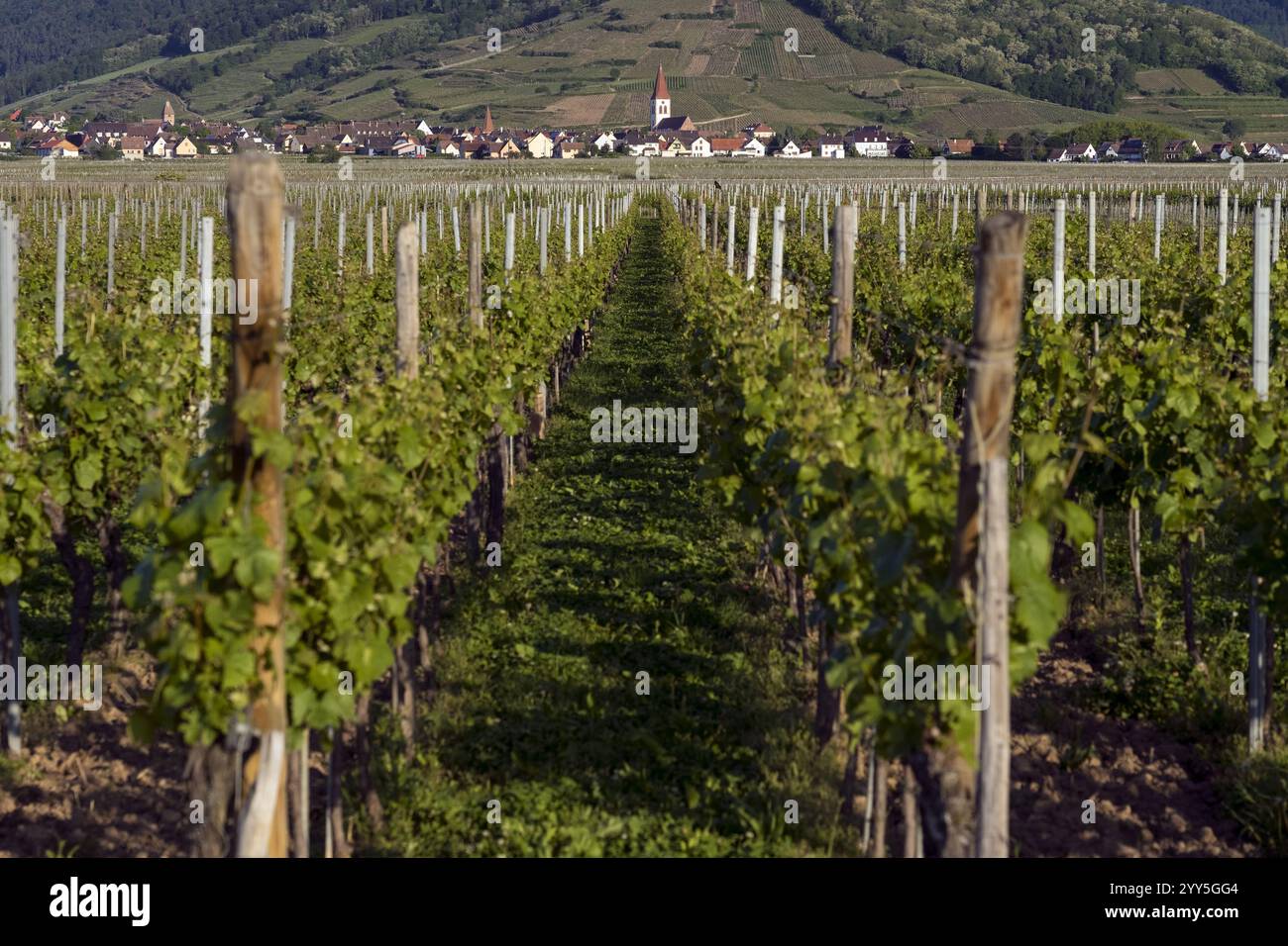 Vigneti e villaggi lungo la strada del vino in Alsazia. Haut-Rhin, Francia Foto Stock