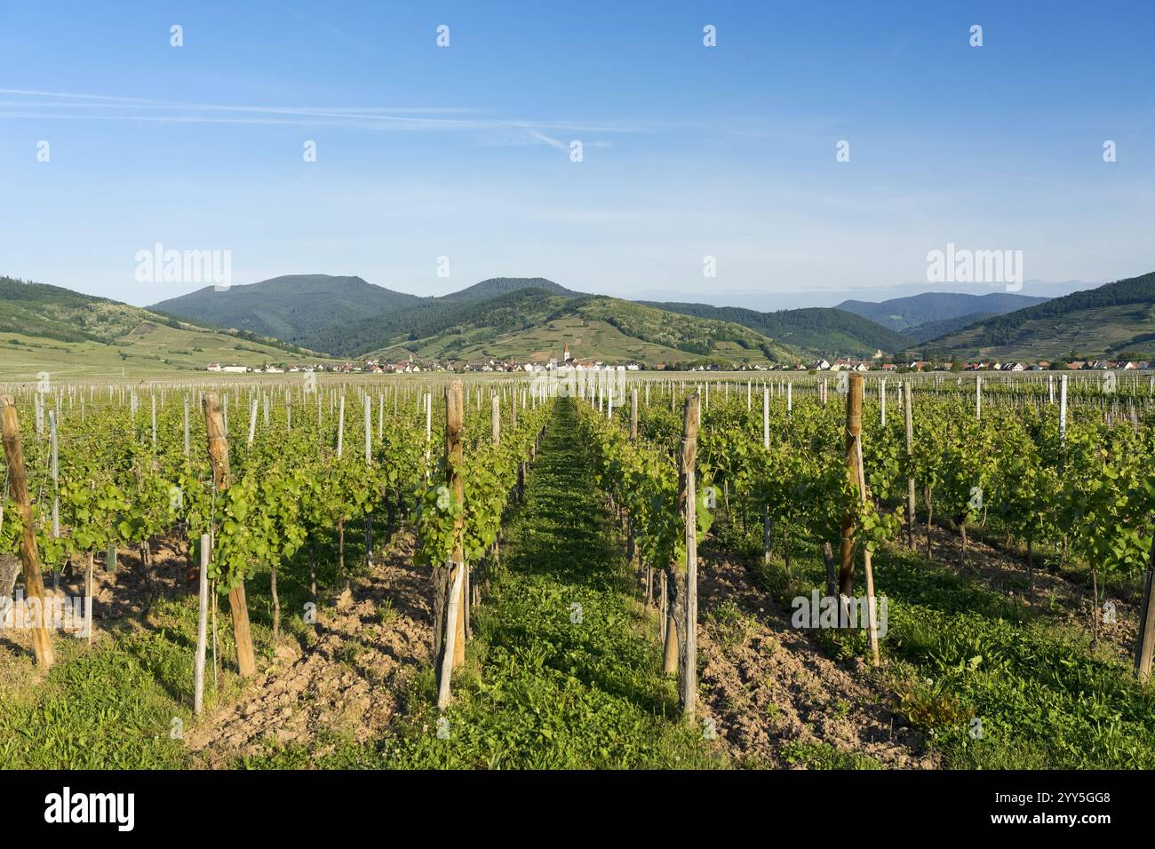 Vigneti e villaggi lungo la strada del vino in Alsazia. Haut-Rhin, Francia Foto Stock