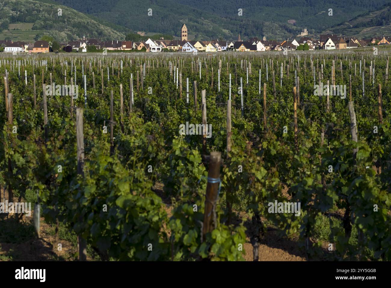 Vigneti e villaggi lungo la strada del vino in Alsazia. Haut-Rhin, Francia Foto Stock