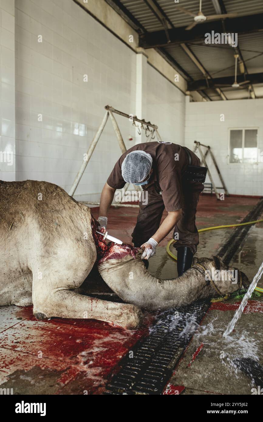 Macellazione di cammelli (halal), macello di Salalah, Dhofar, Oman, Asia Foto Stock