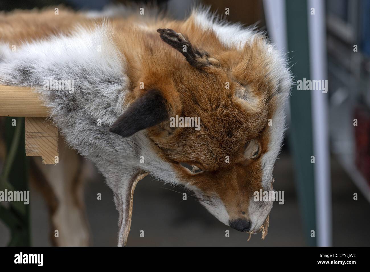 Pelliccia di volpe con testa, Baviera, Germania, Europa Foto Stock