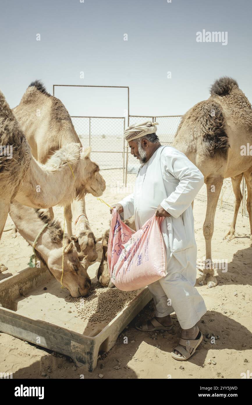 Allevatore di cammelli che dà da mangiare ai suoi dromedari (Camelus dromedarius) nella sua fattoria vicino a Shisr, Dhofar, Oman, Asia Foto Stock
