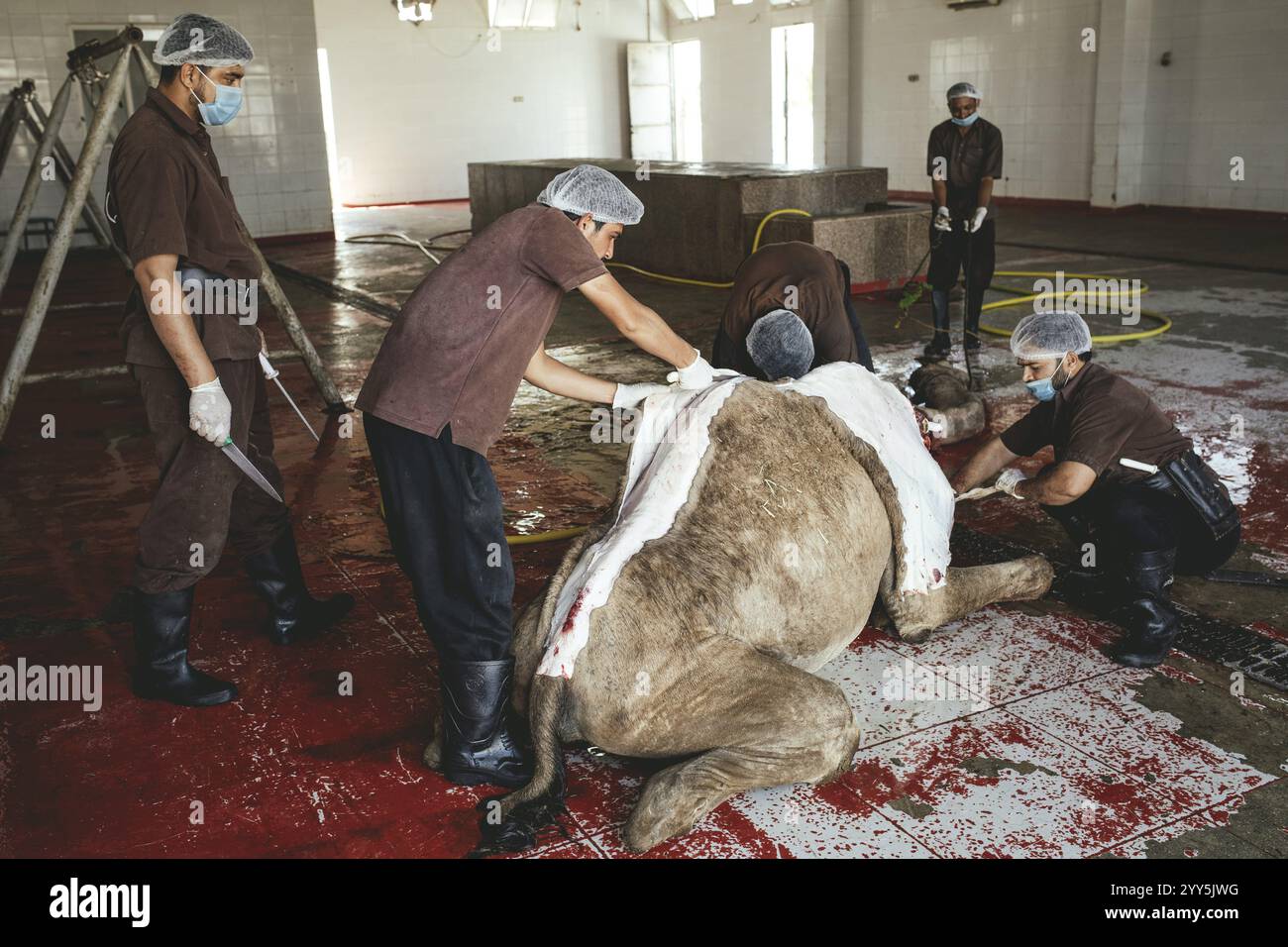 Macellazione di cammelli (halal), macello di Salalah, Dhofar, Oman, Asia Foto Stock