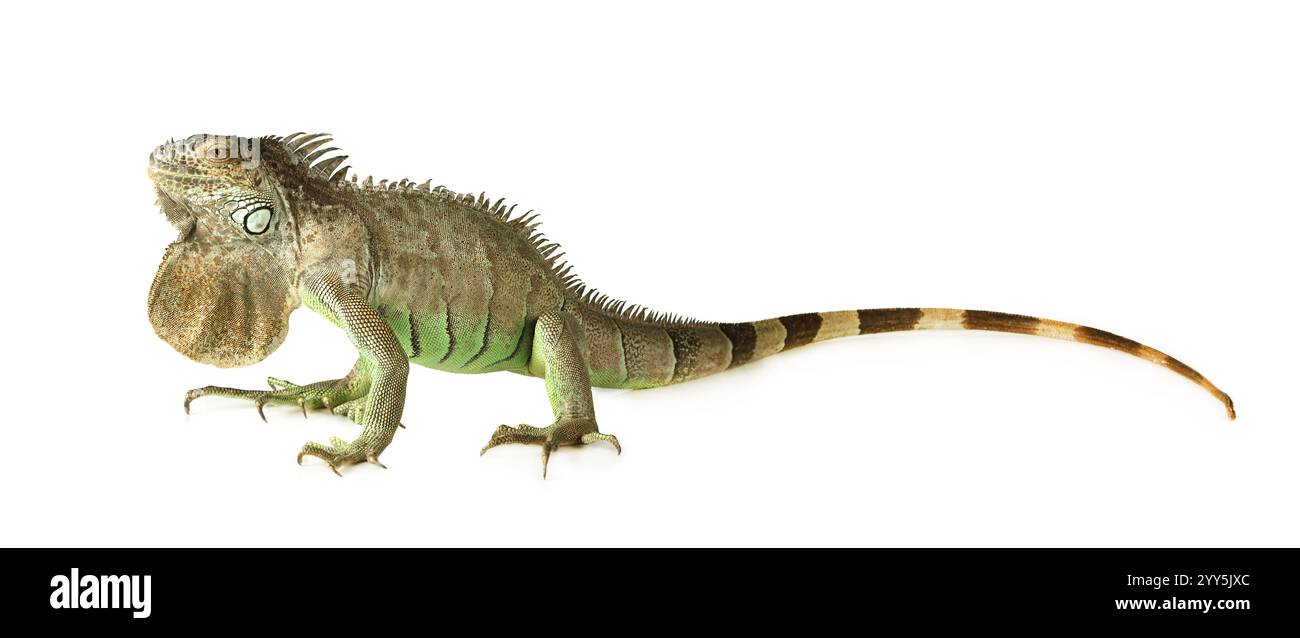 Grande iguana verde isolata su sfondo bianco Foto Stock