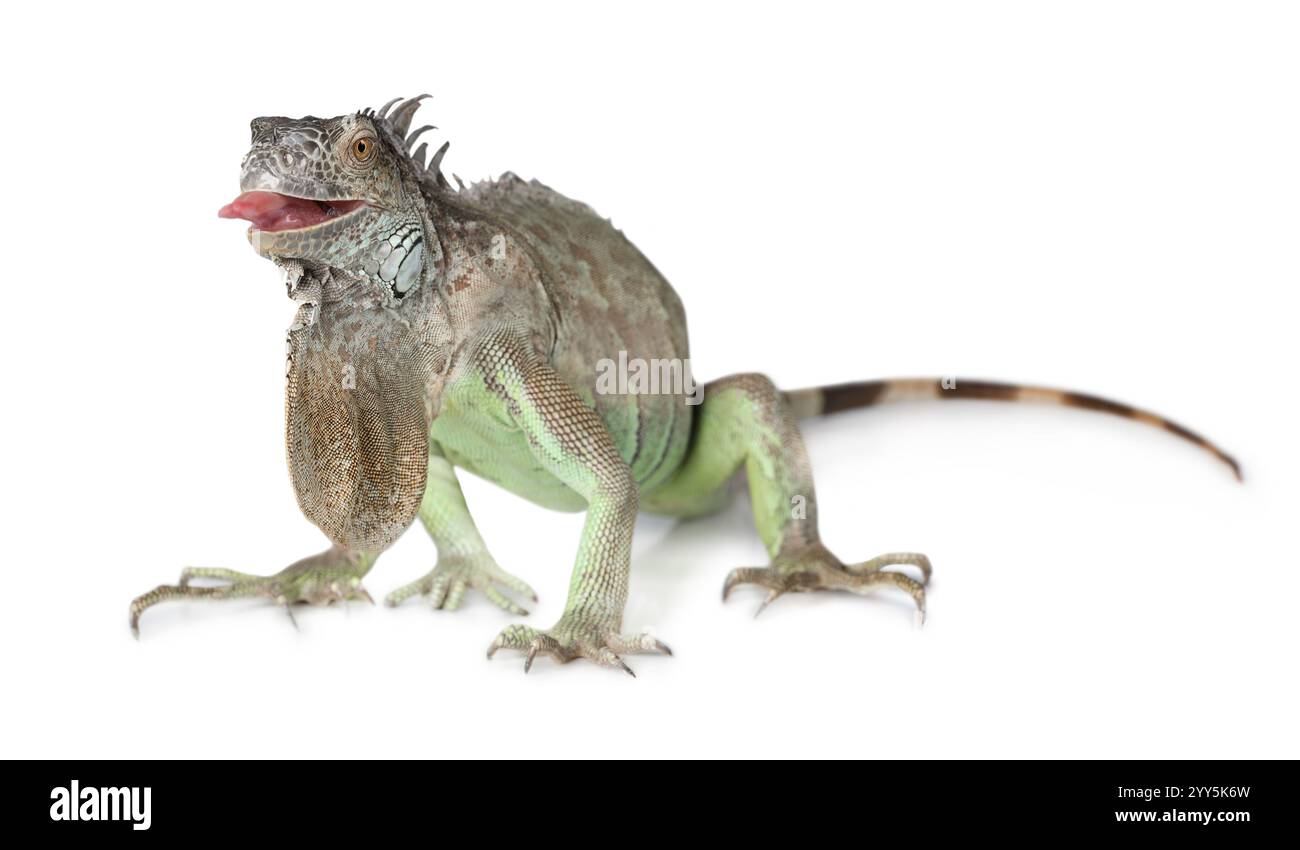 Grande iguana verde che mostra la lingua isolata su sfondo bianco Foto Stock