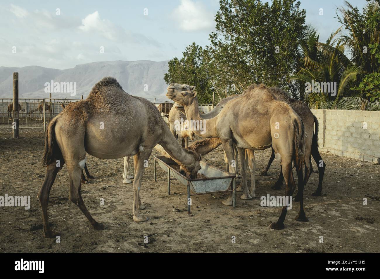 Nutrirsi la sera con cibo concentrato presso l'allevamento di cammelli di Salalah, Dhofar, Oman, Asia Foto Stock