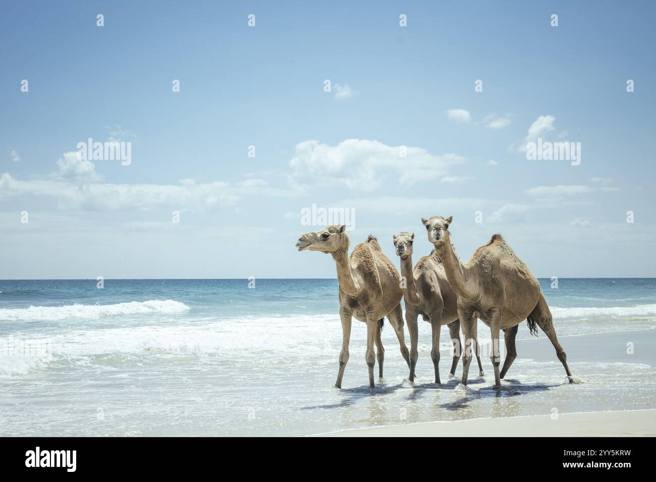 Dromedaries (camelus dromedarius) sulla spiaggia dell'Oceano Indiano, Dalkut, Dhofar, Oman, Asia Foto Stock