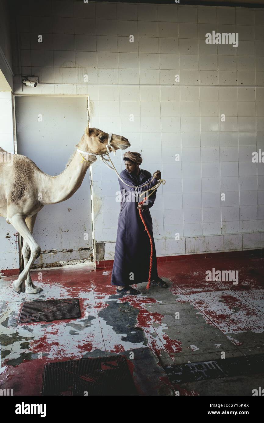 Macellazione di cammelli (halal), macello di Salalah, Dhofar, Oman, Asia Foto Stock