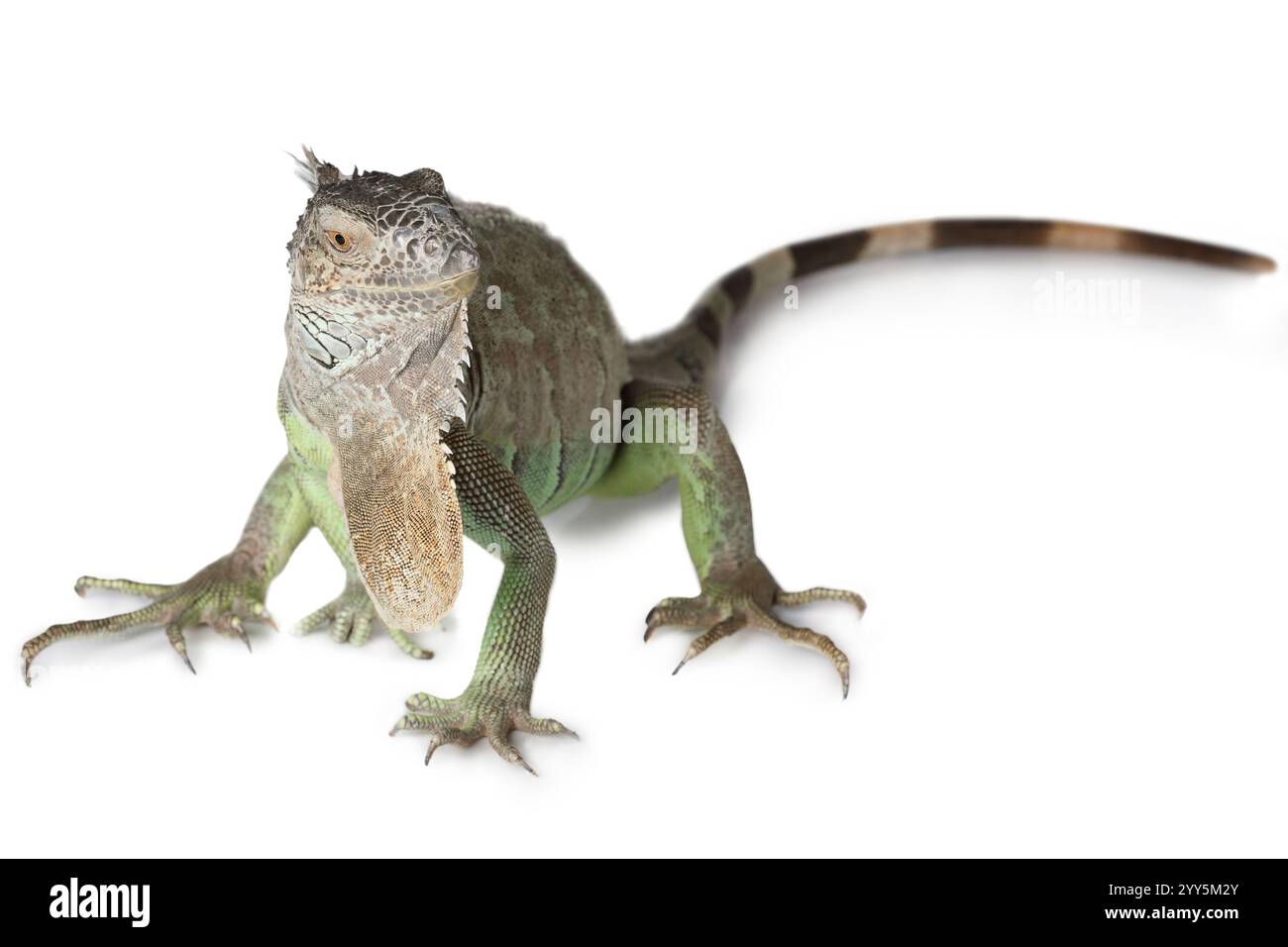 Grande iguana verde che guarda la telecamera isolata su sfondo bianco Foto Stock