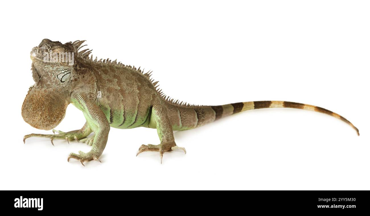 Grande iguana verde isolato su uno sfondo bianco Foto Stock