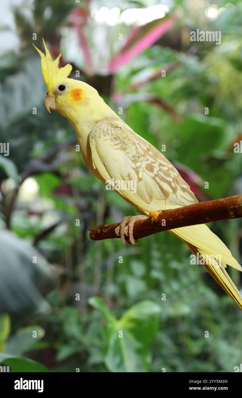 Bellissimo Cockatiel giallo in posa in un ramo della foresta Foto Stock