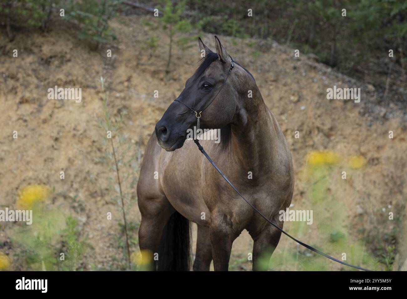 Quarter Horse Stutam halter in portrait, Austria, Europa Foto Stock