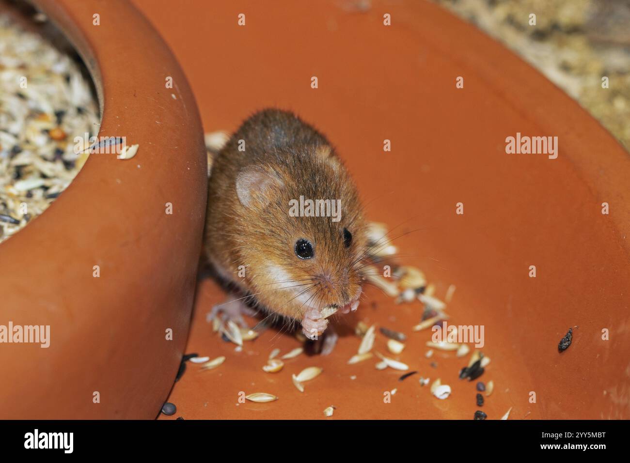 Topo nano che tiene in mano il cibo seduto nel recipiente guardando dalla parte anteriore Foto Stock