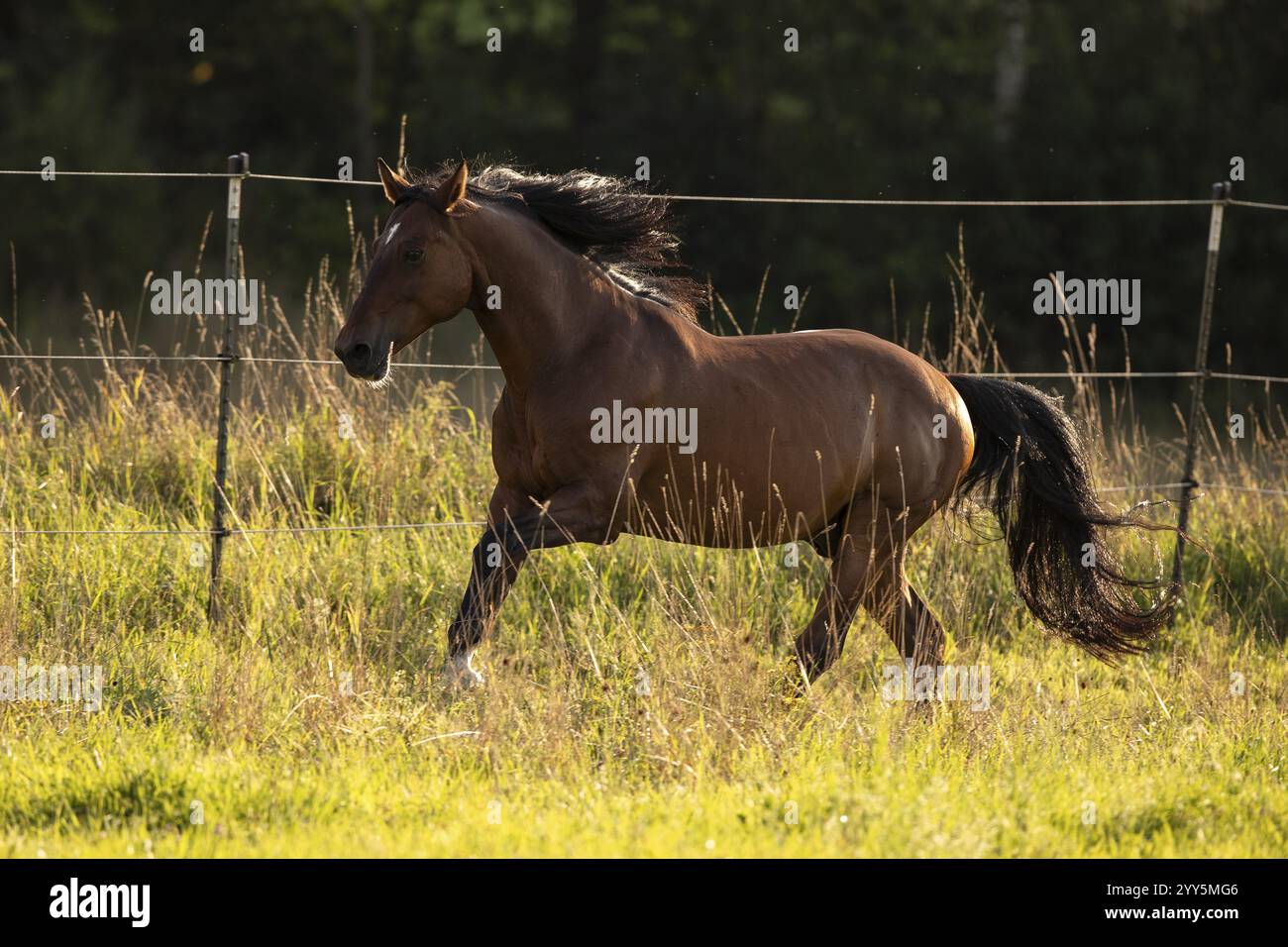 Gelding andaluso bruno galoppo nel prato, Germania, Europa Foto Stock