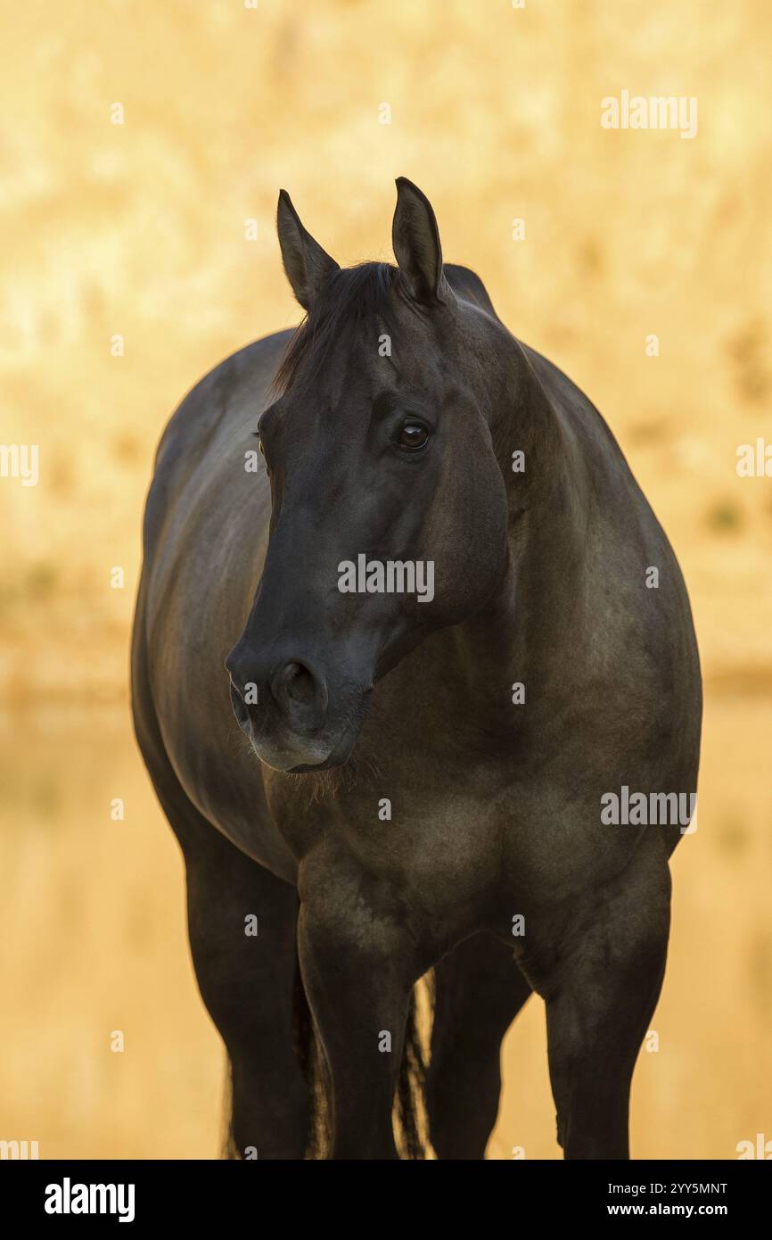 Ritratto di un cavolo di un quarto di cavallo, Austria, Europa Foto Stock