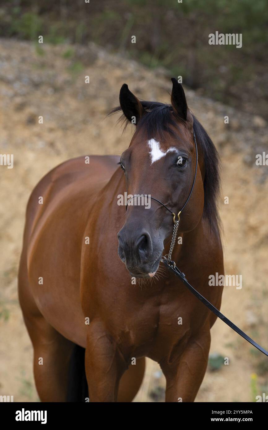 Quarto di cavallo gelding su halter in ritratto, Austria, Europa Foto Stock