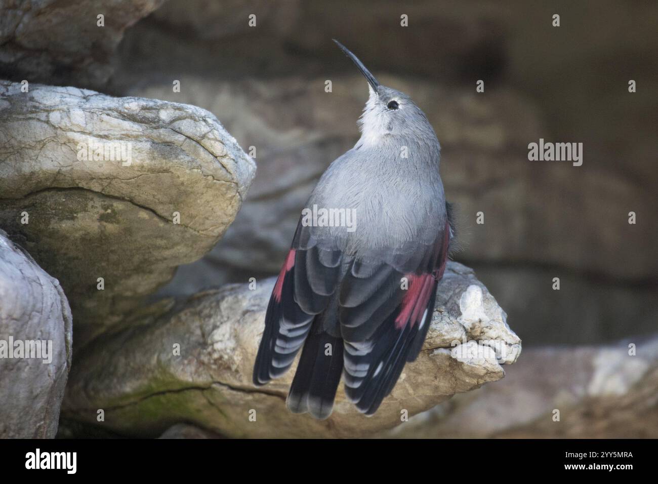 Wallcreeper con ali spalmate sedute su una roccia che guarda in alto da dietro a sinistra Foto Stock