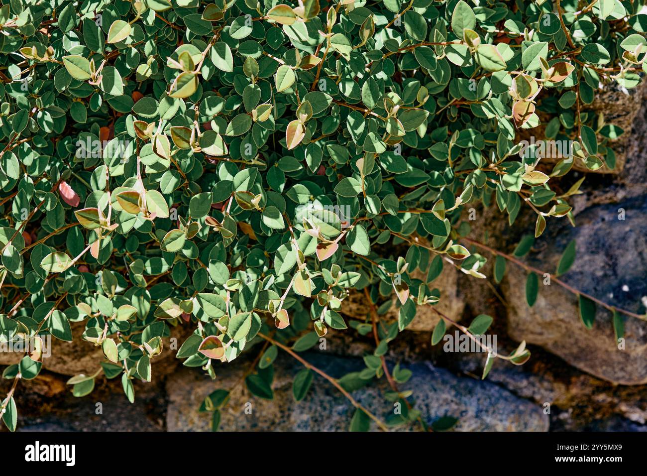 Ficus pumila, comunemente noto come fico strisciante o fico rampicante, è una specie di pianta fiorita della famiglia dei gelsi Foto Stock