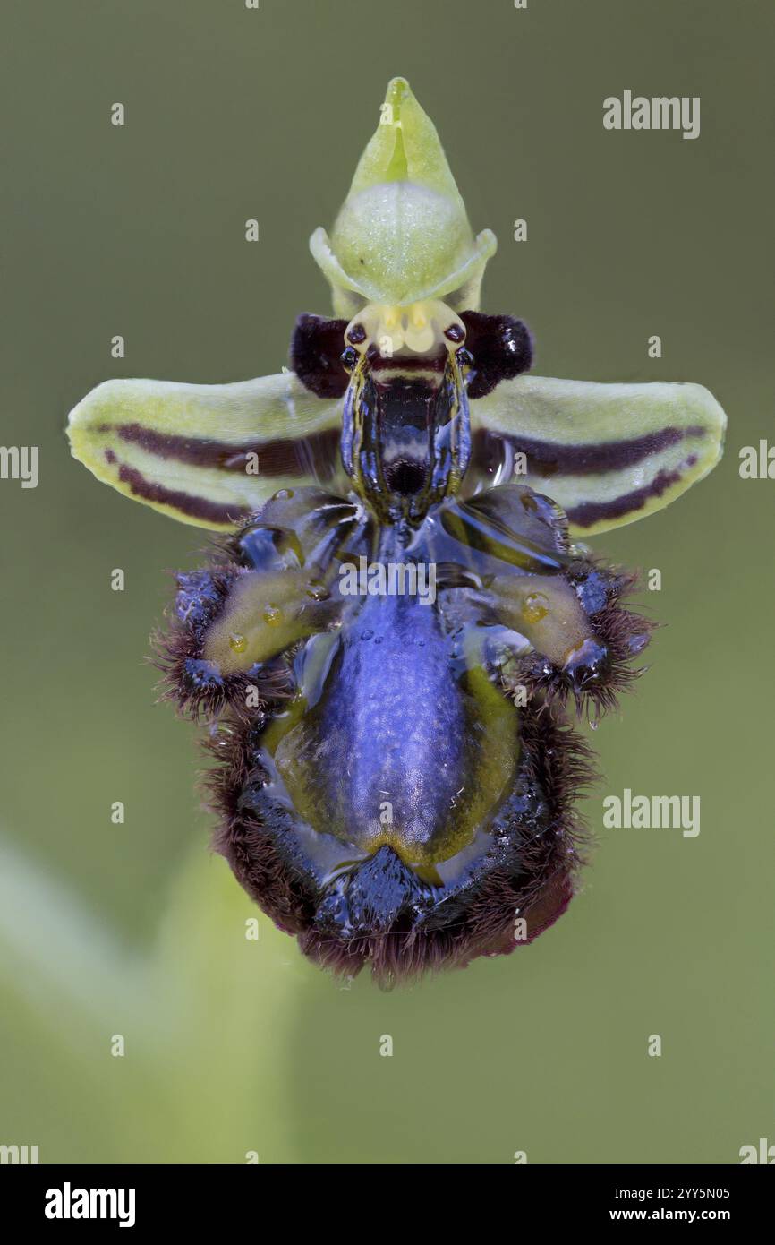 Mirror Orchid, Ophrys speculum, Portogallo, Europa Foto Stock