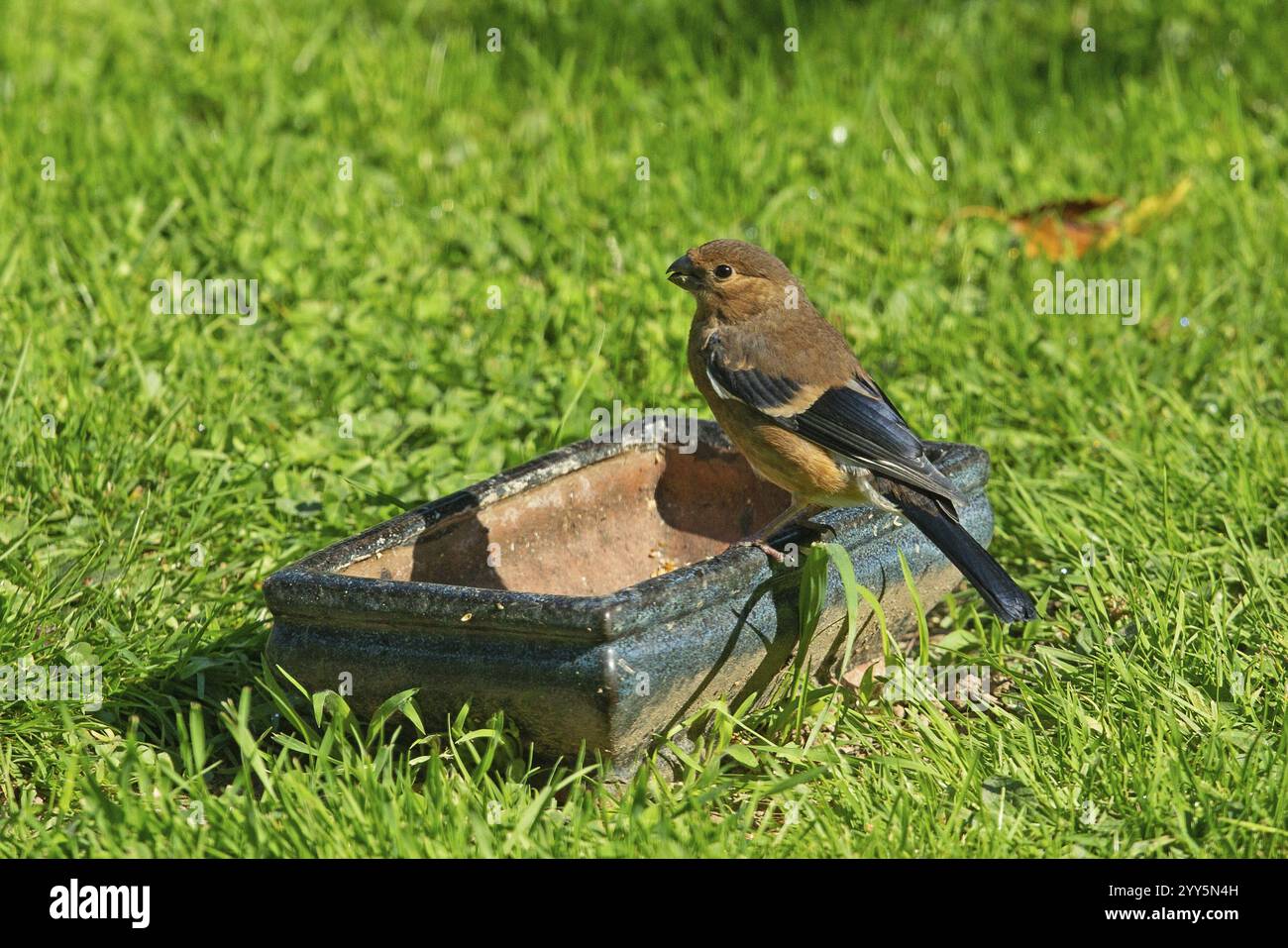 Bullfinch giovane uccello in piedi sul vaso in erba verde a sinistra Foto Stock