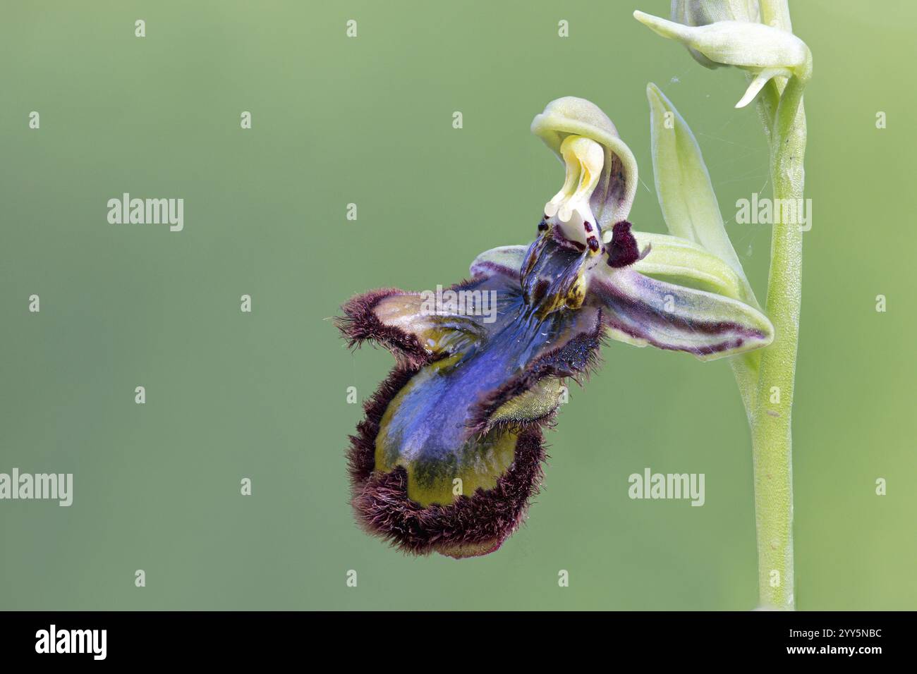 Mirror Orchid, Ophrys speculum, Portogallo, Europa Foto Stock