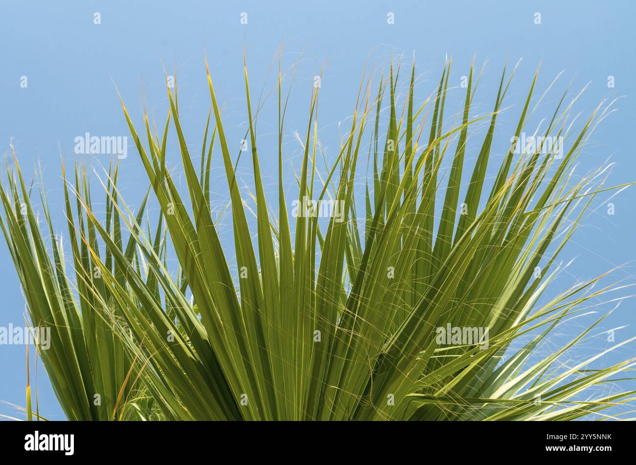 Foglie di palma. Una palma, vista dal basso. Foglie di palma verde sullo sfondo blu del cielo. Luce naturale, sfondo naturale, design a foglia di palma. pla tropicale Foto Stock