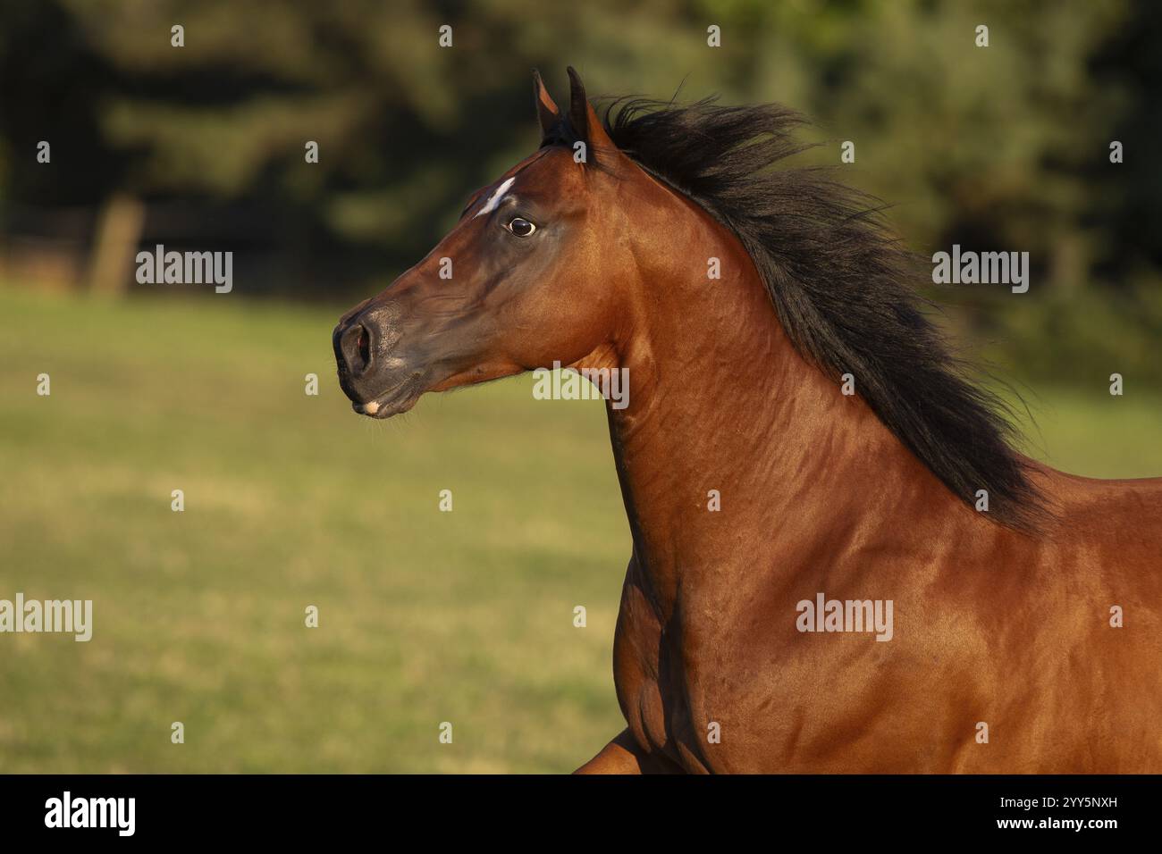 Quarto di cavallo gelding alla luce della sera al pascolo, Austria, Europa Foto Stock
