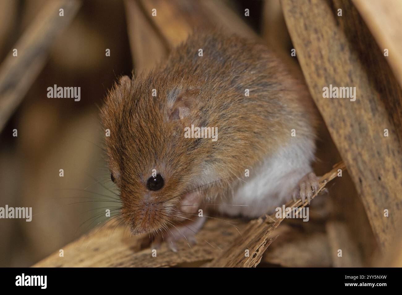Topo nano in piedi su uno stelo di canne che guarda in basso dalla parte anteriore sinistra Foto Stock