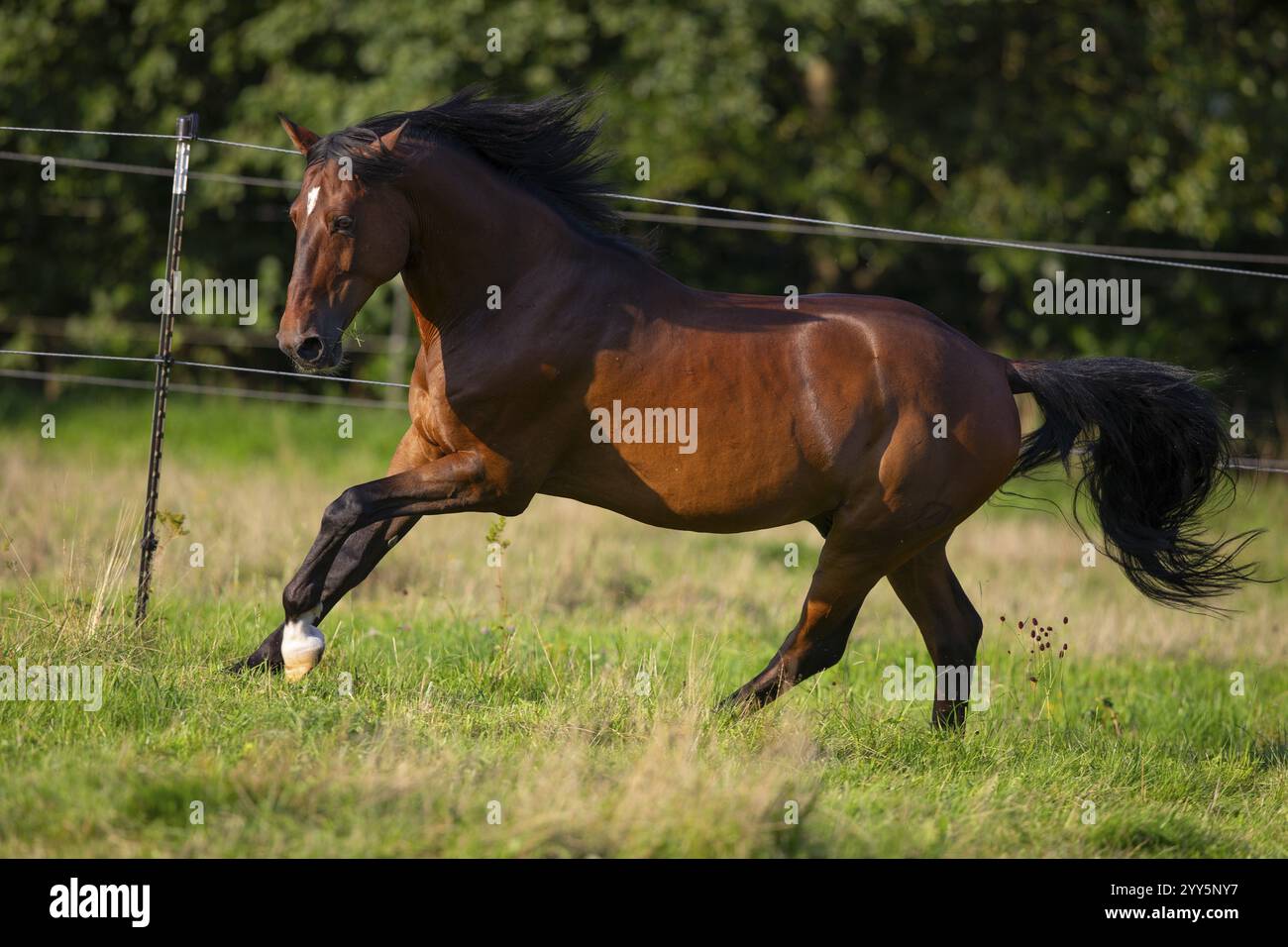 Gelding andaluso bruno galoppo nel prato, Germania, Europa Foto Stock