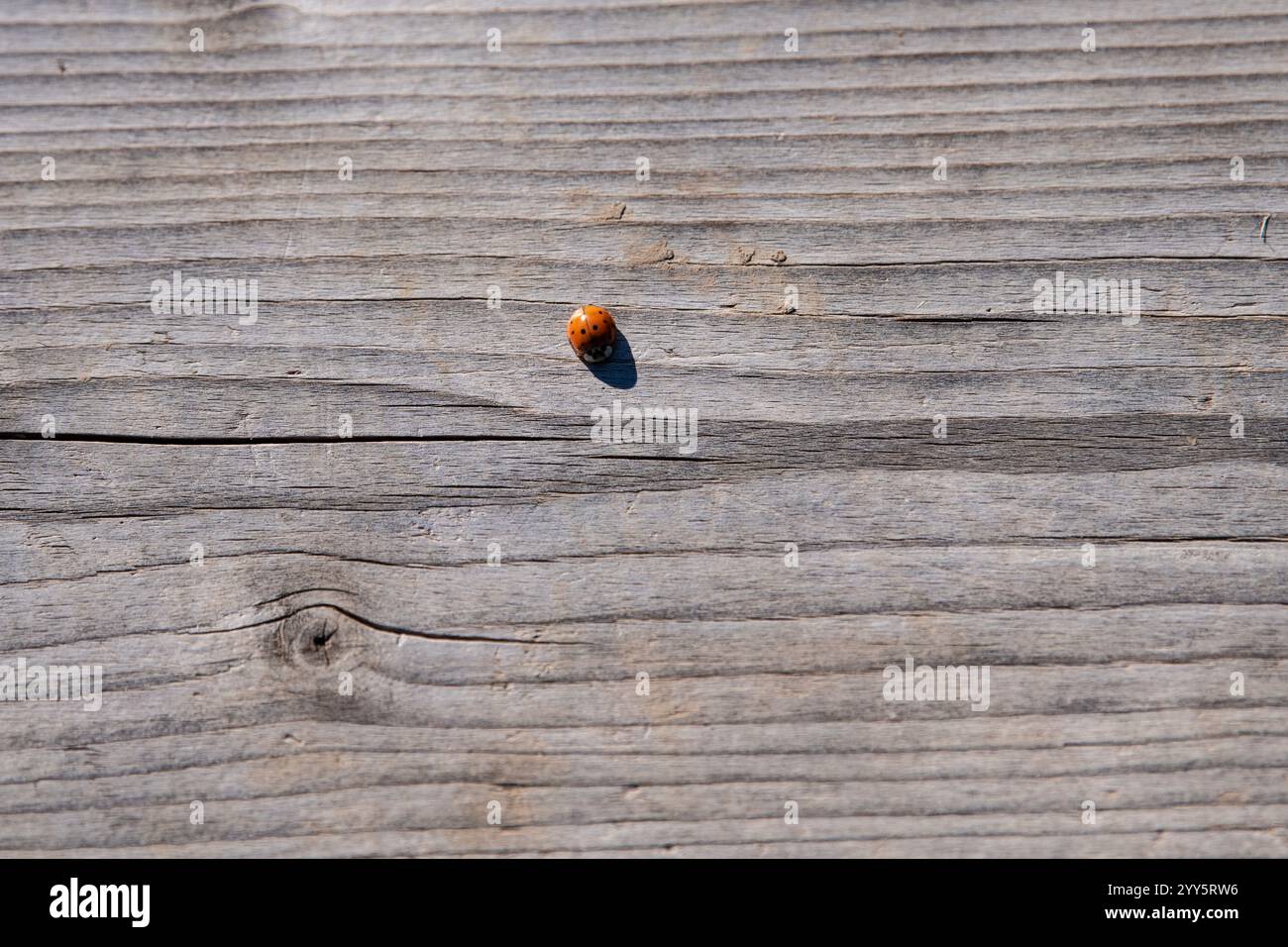 Coccinello su sfondo di legno. Foto Stock