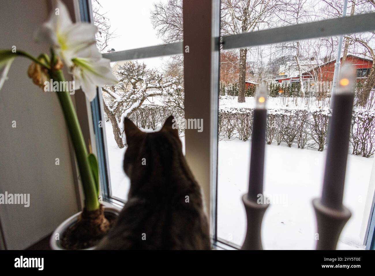 Un gatto in una finestra durante un giorno d'inverno. Foto Stock