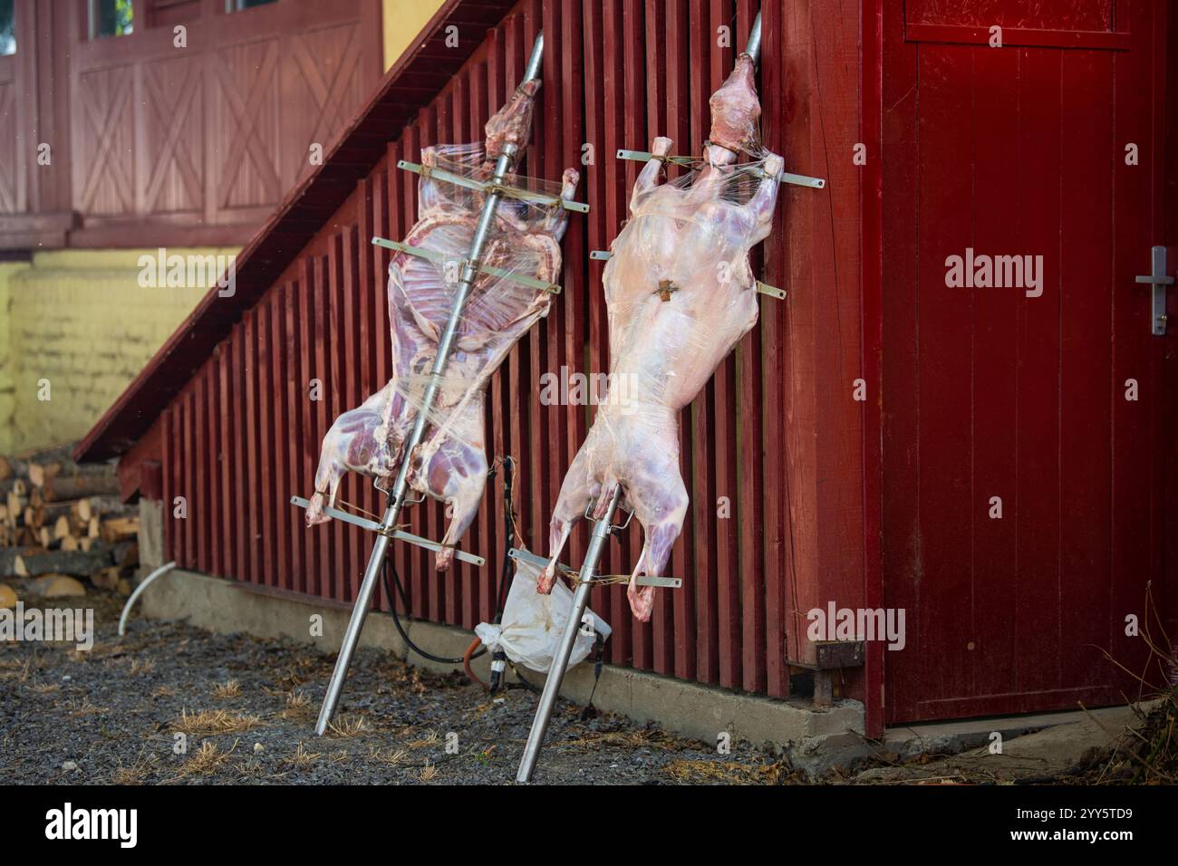 Preparazione di un agnello da latte (pecora) per la tostatura su spiedini. Agnello tostato intero su uno spiedo d'acciaio rotante con fuoco e fumo. Foto Stock