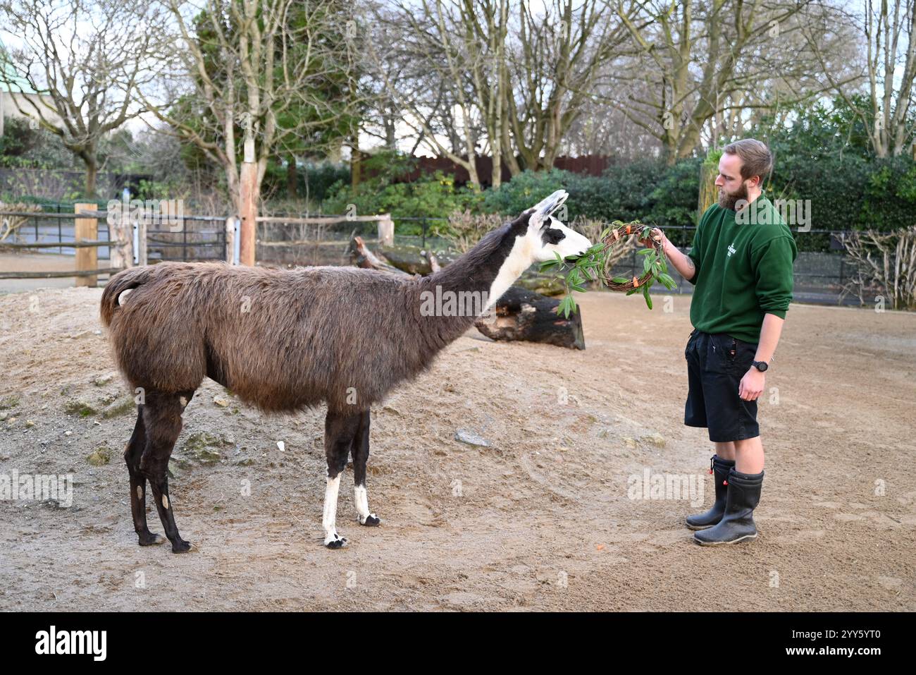 Giraffe e lama allo zoo di Londra sono state trattate oggi come un regalo natalizio alle prime ore di Natale con ghirlande commestibili e decorazioni appese. I lama Ande e Dainty hanno ricevuto un pacchetto di ghirlande commestibili con carote e foglie e giraffe reticolate Molly, Nuru e Wilfred hanno goduto dei cavoletti di Bruxelles confezionati in lattine personalizzate dal personale ... Foto Stock