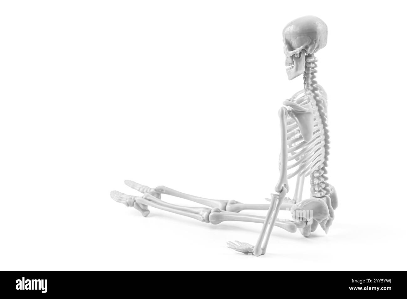 Modello anatomico dettagliato dello scheletro in posizione seduta che mostra la struttura ossea umana. Ideale per materiali didattici e illustrazioni mediche. Foto Stock