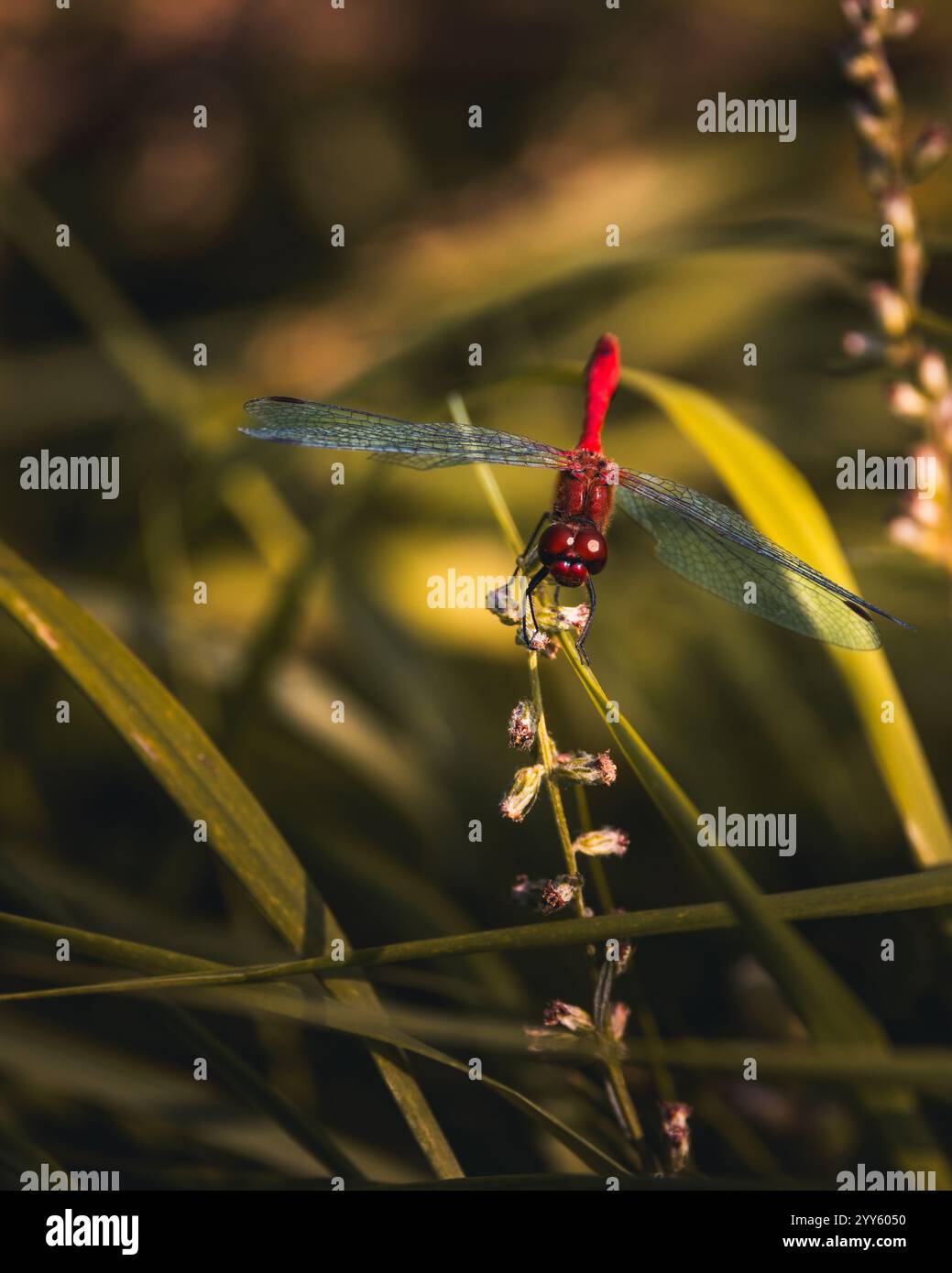 Una variopinta libellula in un prato in una soleggiata giornata estiva. Erba sullo sfondo. Primo piano. Foto Stock