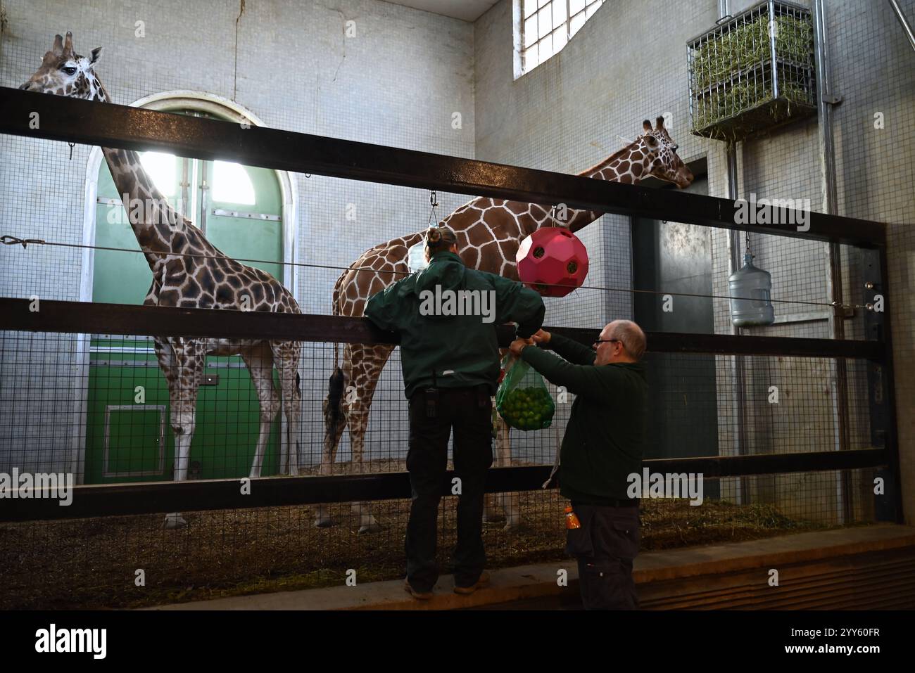 Giraffe e lama allo zoo di Londra sono state trattate oggi come un regalo natalizio alle prime ore di Natale con ghirlande commestibili e decorazioni appese. I lama Ande e Dainty hanno ricevuto un pacchetto di ghirlande commestibili con carote e foglie e giraffe reticolate Molly, Nuru e Wilfred hanno goduto dei cavoletti di Bruxelles confezionati in lattine personalizzate dal personale ... Foto Stock