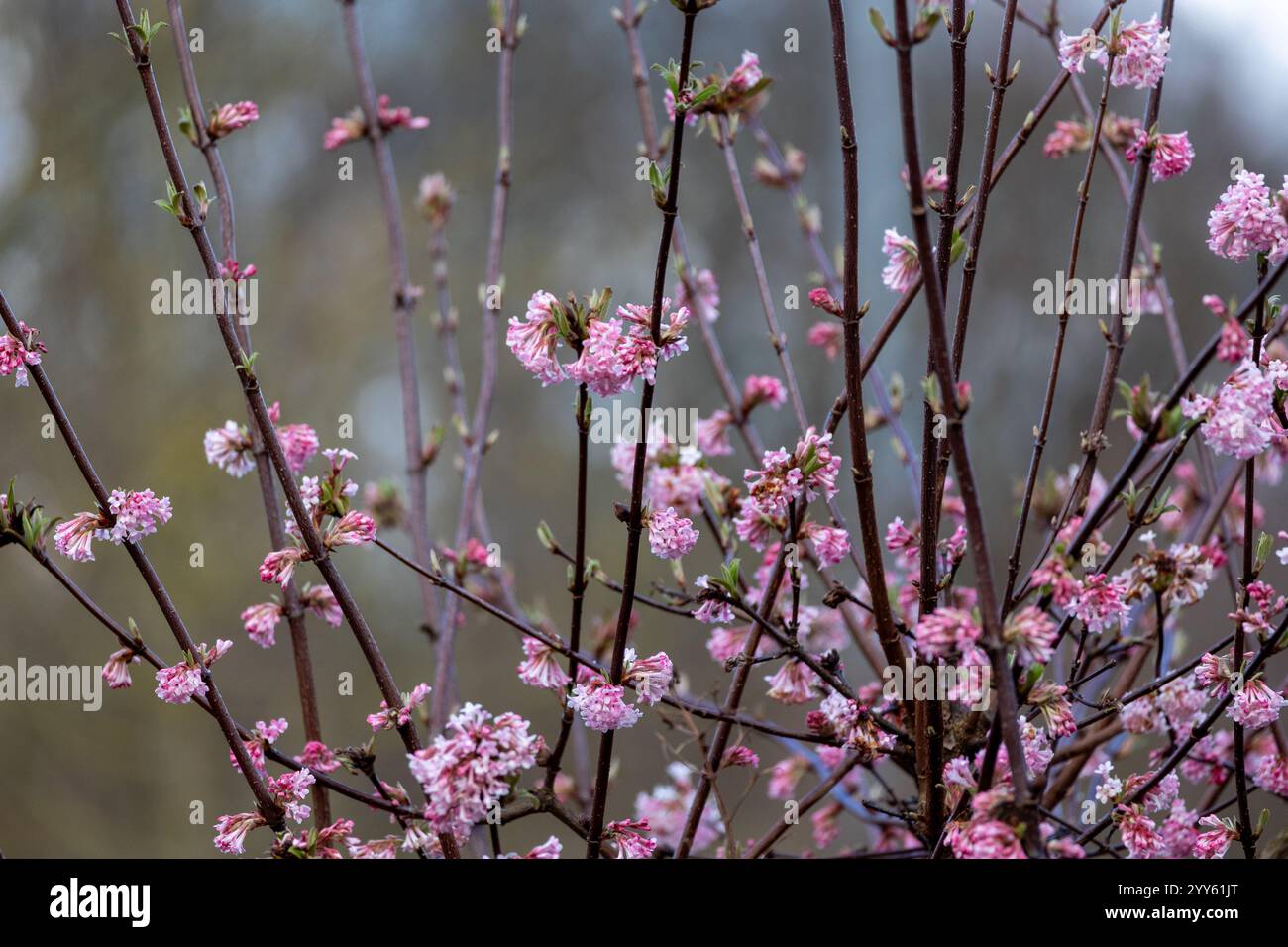Palla di neve invernale (Viburnum bodnantense Dawn) Foto Stock