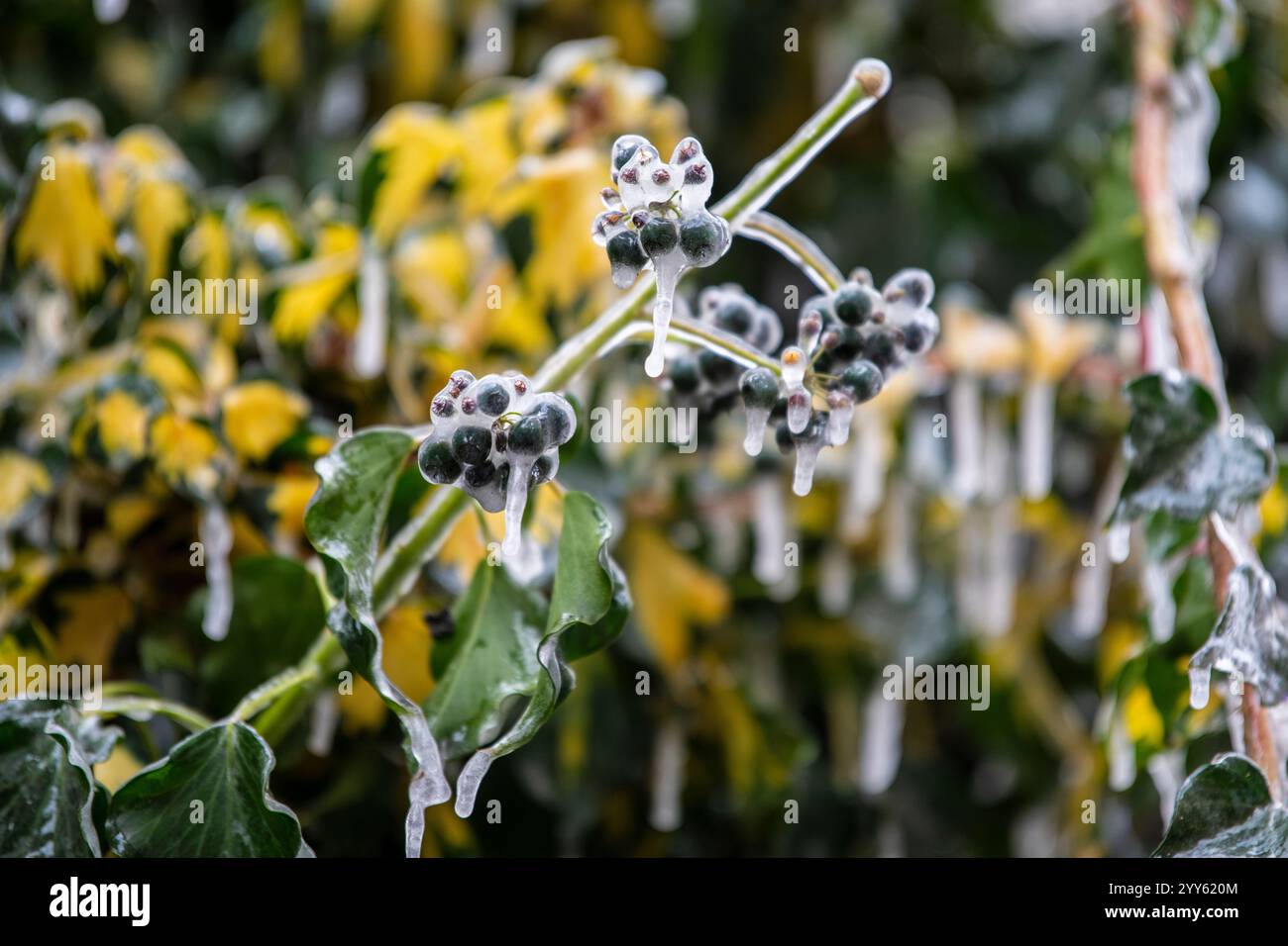 Foglie di superpore dorato (Erondea littoralis) ricoperte di ghiaccio, foglie incatenate dal gelo. Primo piano di icicle appeso a un grande pathos dorato a forma di cuore Foto Stock