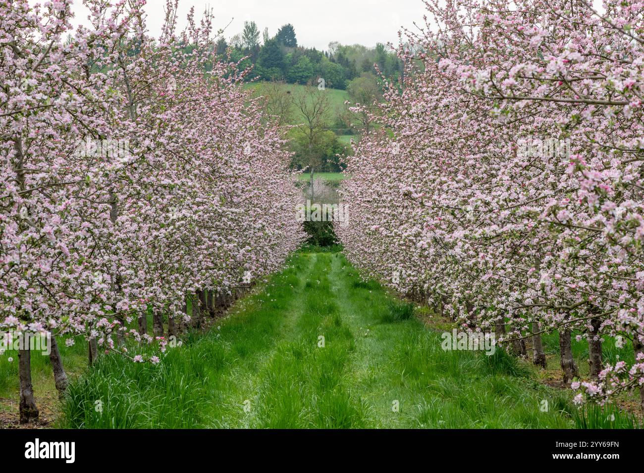 La mela fiorisce in un moderno frutteto di sidro Foto Stock