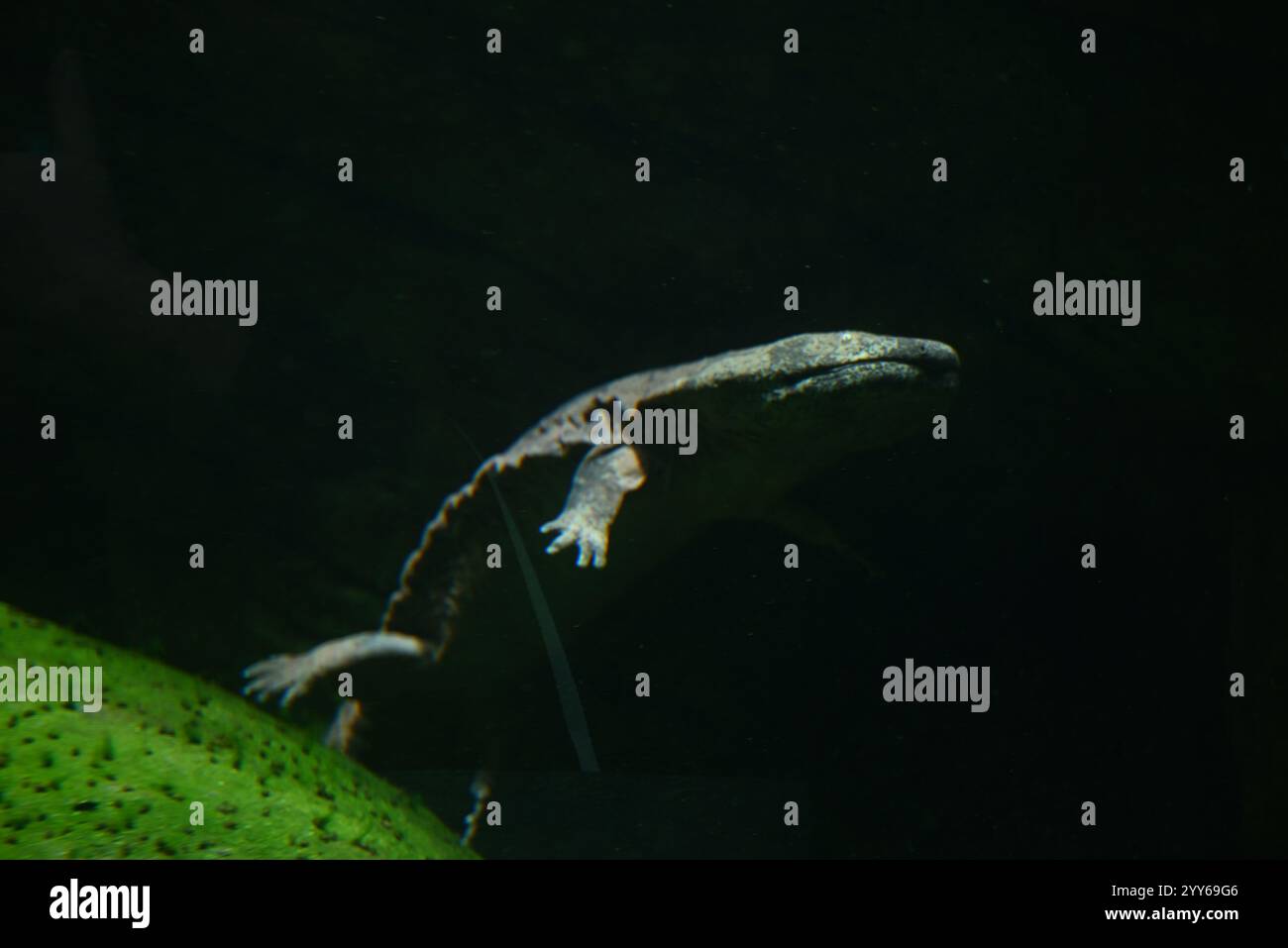 Fai un giro del mondo e scopri alcuni dei rettili e anfibi più rari e unici della Terra, dal cobra re che mangia serpenti ai polli di montagna salvati dall'orlo dell'estinzione. Con otto diversi habitat, la vita segreta dei rettili degli anfibi è un tour educativo che si estende in tutto il mondo, fermandosi nelle fitte foreste pluviali del Sud America, nelle giungle di montagna in Asia e nei giganteschi vulcani dormienti del Camerun. Foto Stock