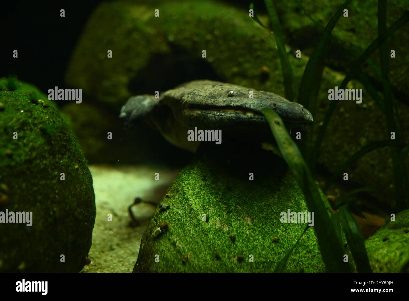 Fai un giro del mondo e scopri alcuni dei rettili e anfibi più rari e unici della Terra, dal cobra re che mangia serpenti ai polli di montagna salvati dall'orlo dell'estinzione. Con otto diversi habitat, la vita segreta dei rettili degli anfibi è un tour educativo che si estende in tutto il mondo, fermandosi nelle fitte foreste pluviali del Sud America, nelle giungle di montagna in Asia e nei giganteschi vulcani dormienti del Camerun. Foto Stock